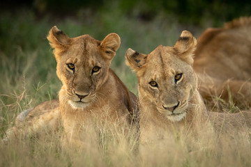 Close-up of two lion cubs lying together