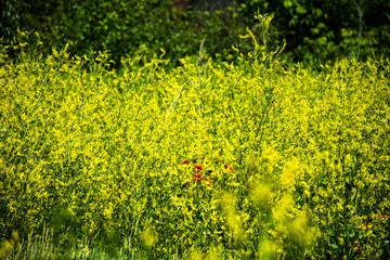 field of dandelions