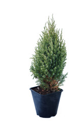 Potted tree on a white background