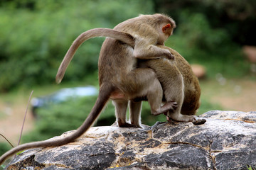 Bonnet Macaque Monkeys