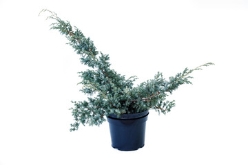 Potted tree on a white background