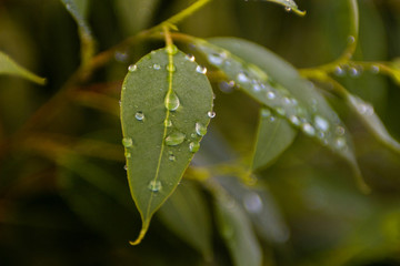  dew drops on eucalyptus leaf © Estevao