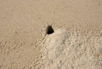 Crab making hole’s on Sand beach in Thailand.