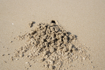 Crab making sand balls and hole on the beach in Thailand.