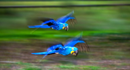 Two Hyacinth Macaws are in flight. South America. Brazil. Pantanal National Park.