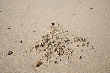 Fototapeta na wymiar Crab making hole’s on Sand beach in Thailand.