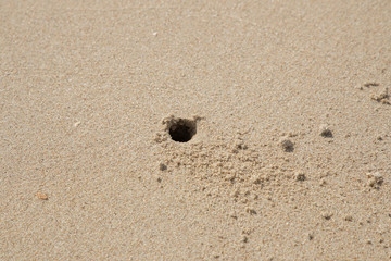 Crab making hole’s on Sand beach in Thailand.