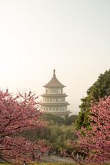 Tamsui Palace, Tamsui Town, New Taipei City-Feb 2,2019: Cherry Blossom of Tianyuan Palace in sunny day.