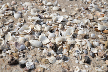 Many of shells types and any sizes on the beach.