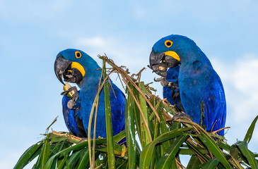 Two Hyacinth Macaws are sitting on a palm tree and eating nuts. South America. Brazil. Pantanal National Park.