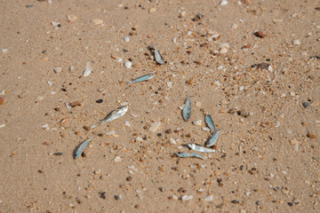 Fish die in the sand due to environmental problems affecting marine animals.