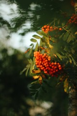 European rowan berries in sunlight