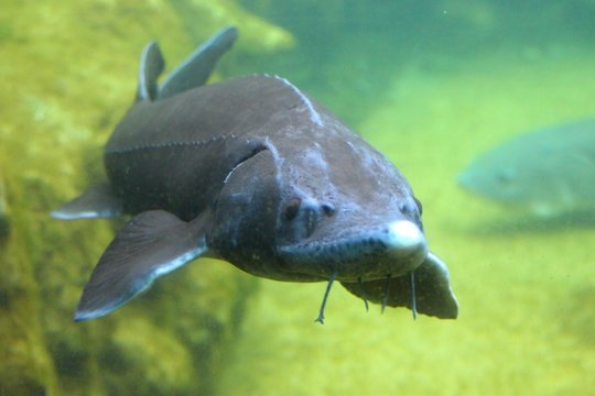 esturgeon dans son aquarium au zoo