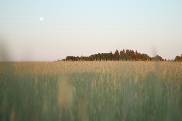 Moon over a wheat field at sunrise