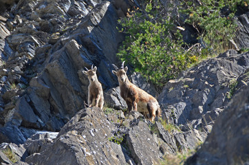 Mountain Ibex