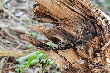 Lizard Looking Out From Wood