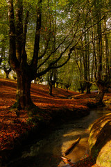 magic forest in the basque country
