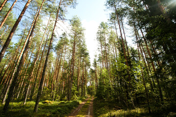 Fototapeta na wymiar Beautiful countryside view of old forest in Europe-Latvia. Natural forest in a hot, sunny summer day with bright blue sky with clouds.