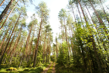Naklejka premium Beautiful countryside view of old forest in Europe-Latvia. Natural forest in a hot, sunny summer day with bright blue sky with clouds.