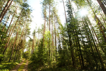 Beautiful countryside view of old forest in Europe-Latvia. Natural forest in a hot, sunny summer day with bright blue sky with clouds.