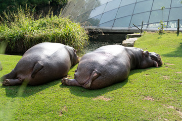 two hippos lie on the lawn to rest. the concept of body positive. close up