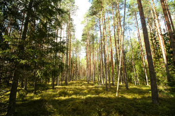 Beautiful countryside view of old forest in Europe-Latvia. Natural forest in a hot, sunny summer day with bright blue sky with clouds.