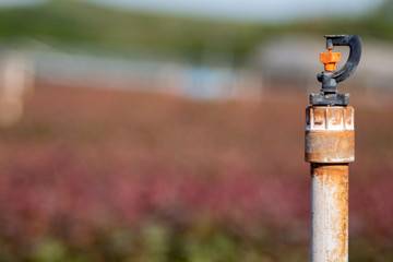  sprinkler in eucalyptus seedling nursery