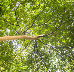 photo of the tree below the sun / tree