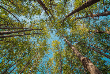 Looking up at the clear sky under the forest.