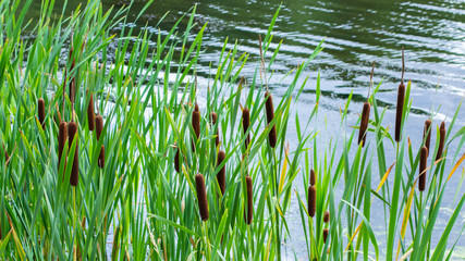 Obraz premium Fresh cattail in the pond, backdrop nature. Green bulrush leaves, ripe brown ear of cattail, grassy plant growing in a freshwater pond coastal zone
