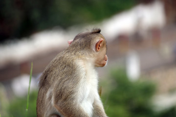 Bonnet Macaque Monkey
