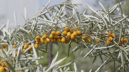 Fototapeta premium Sea-buckthorn yellow on the branch tree autumn