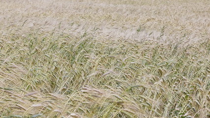 Fields of wheat at the end of summer fully ripe