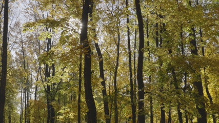 Obraz premium Natural landscape autumn leaves fall in the forest