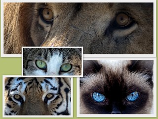 Collage about the eyes of feline. Domestic cats and wild animals.