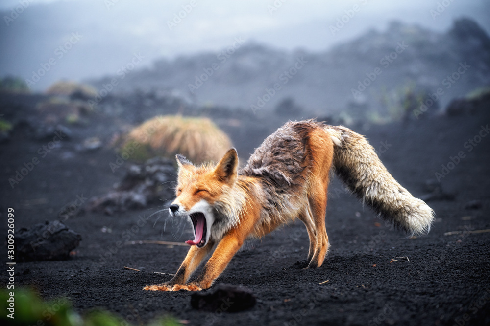 Wall mural funny red fox stretches. concept - funny animals in the wild