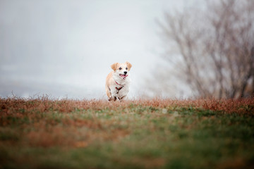 Dog Welsh Corgi running outdoors.