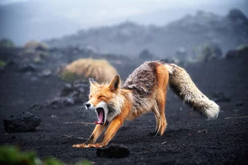Papier peint photo Animaux sauvages Funny red fox stretches. Concept - funny animals in the wild  © filin174