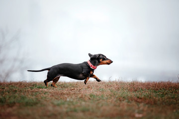 Dachshund dog running outdoor