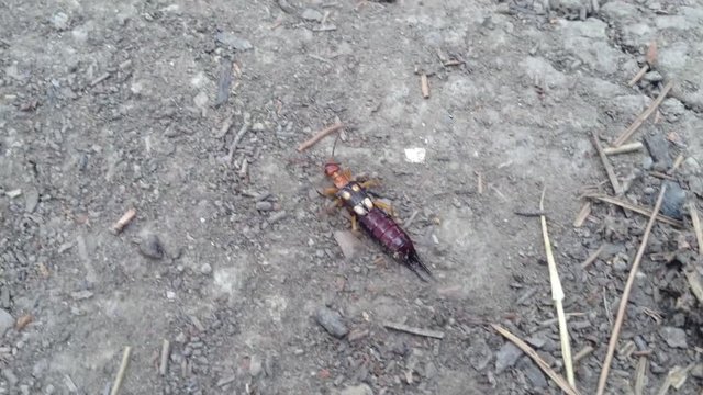 Earwig tick Forficula auricularia insect bug with 4 yellow dots creeps on ground