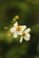 white flower