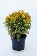 Potted tree on a white background