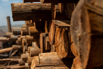 sprinkler in eucalyptus seedling nursery