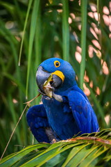 Hyacinth Macaw is sitting on a palm tree and eating nuts. South America. Brazil. Pantanal National Park.