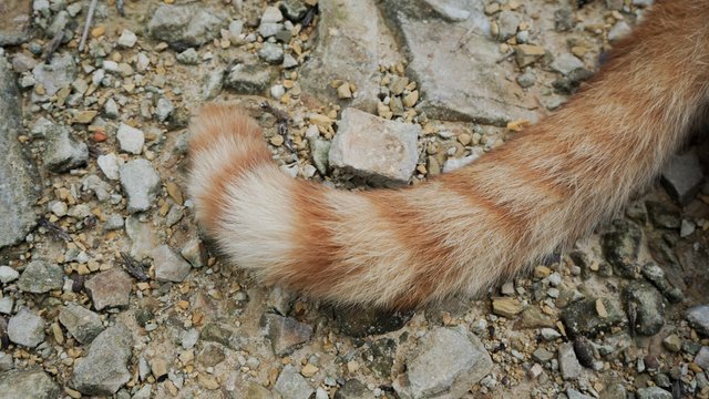 orange cat's tail on small rocks floor