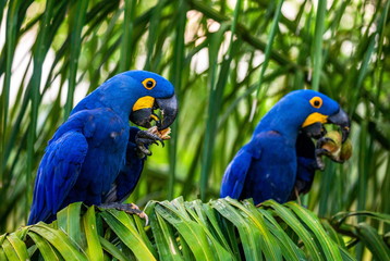 Two Hyacinth Macaws are sitting on a palm tree and eating nuts. South America. Brazil. Pantanal National Park.