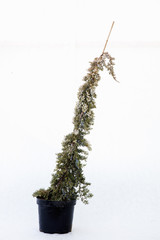 Potted tree on a white background
