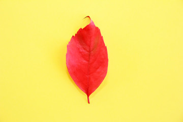 red natural autumn leaves with veins on a yellow background