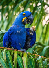 Hyacinth Macaw is sitting on a palm tree and eating nuts. South America. Brazil. Pantanal National Park.