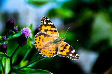 butterfly on flower